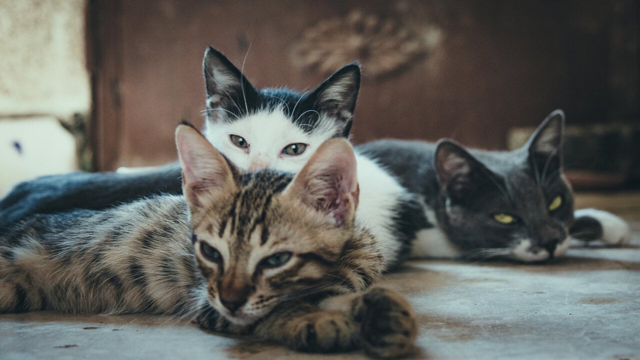 The DPZ summons 300,000 euros in aid for the management of feline colonies in the municipalities
