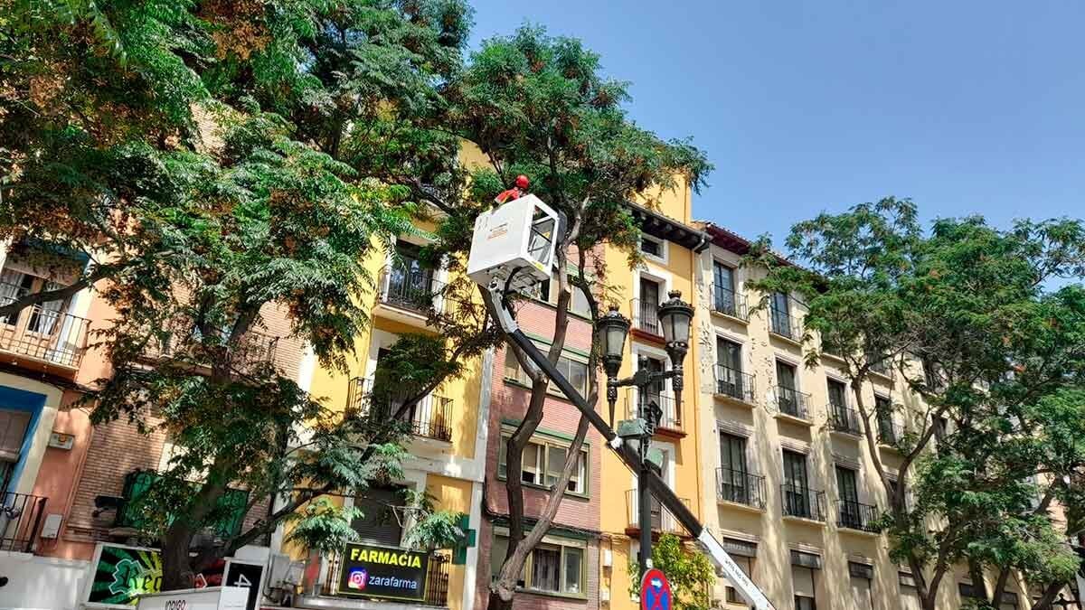 Zaragoza Emergency logging Three trees next to the tram in César Augusto due to falling risk