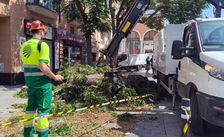 arboles-avenida-cesar-augusto-zaragoza-tala-2