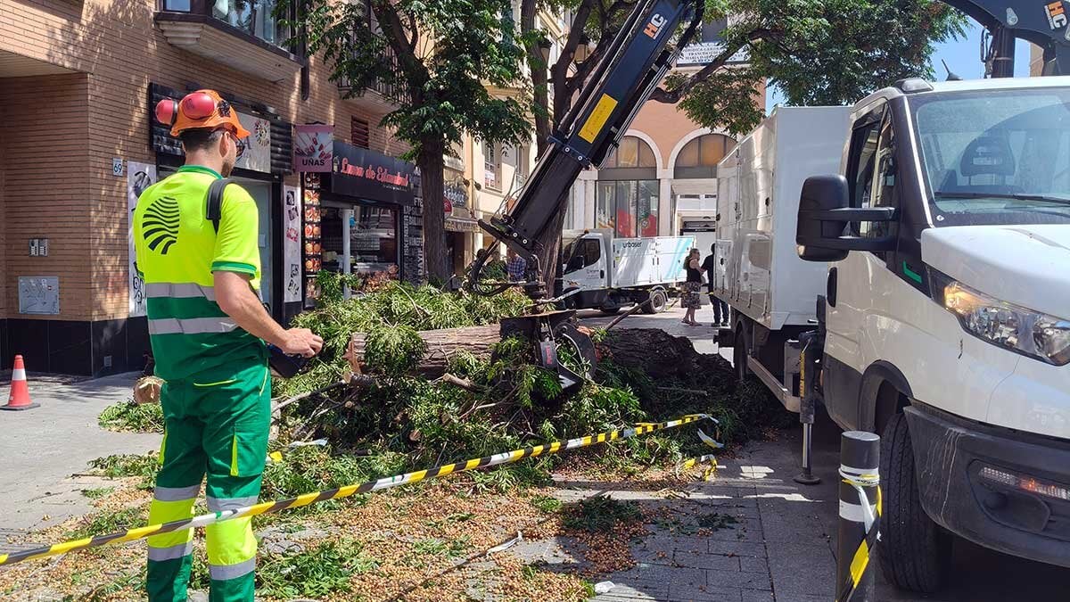 Goodbye to the trees of César Augusto Avenue: 23 copies will be removed by fall risk