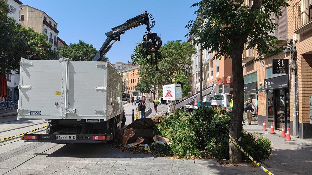 arboles-avenida-cesar-augusto-zaragoza-tala-3