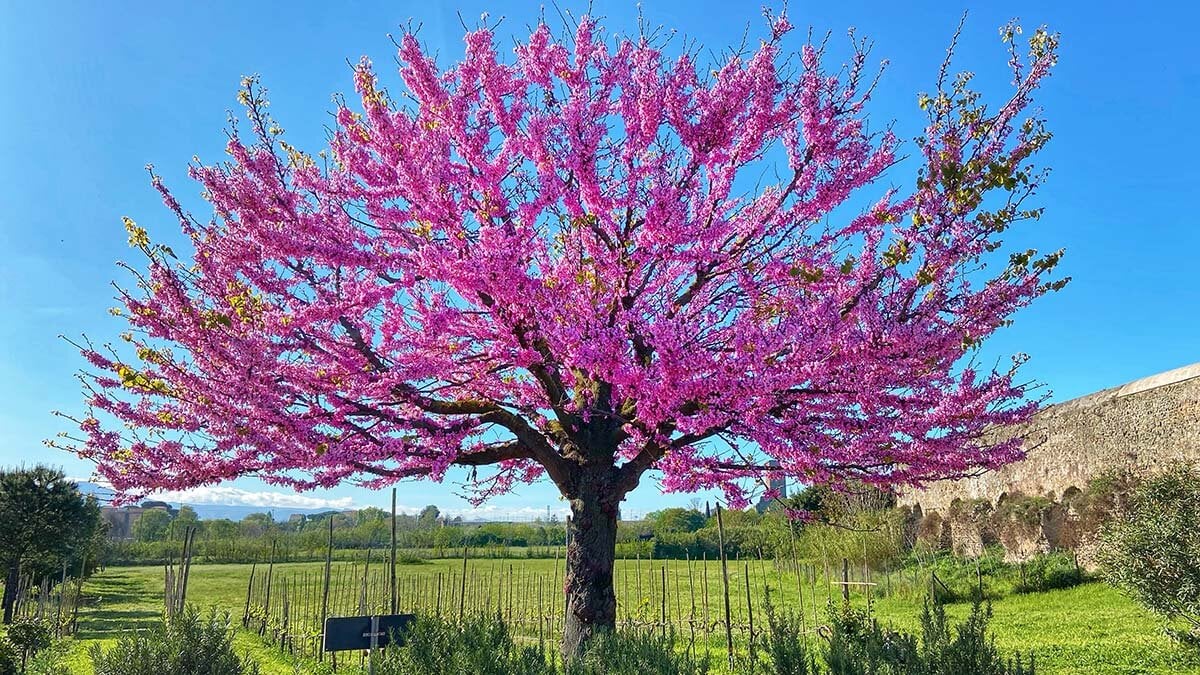 This is the colorful “Tree of Love” that will fill with life César Augusto de Zaragoza Avenue