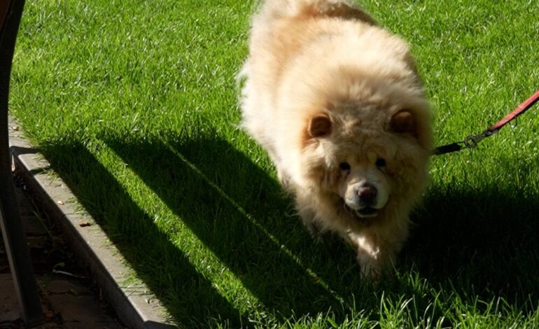 Dogs can no longer be loose outside canine areas from September