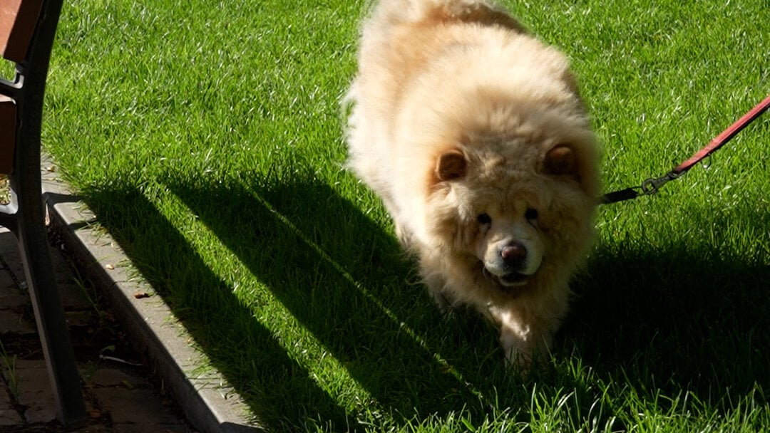 Dogs can no longer be loose outside canine areas from September