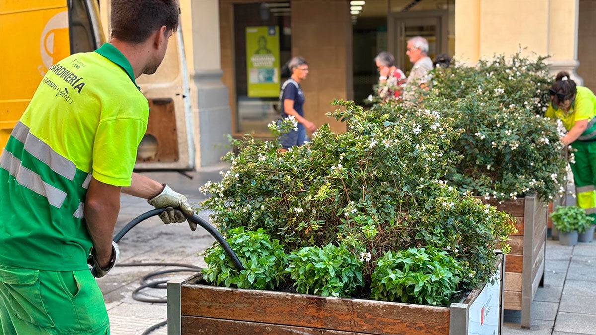 Huesca is adorned with basil aroma to receive the San Lorenzo festivals