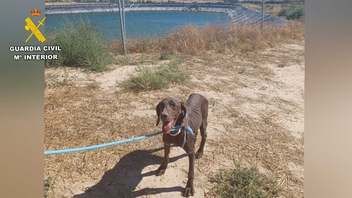 They rescue in Bolea (Huesca) a dog trapped in an irrigation raft for more than a week