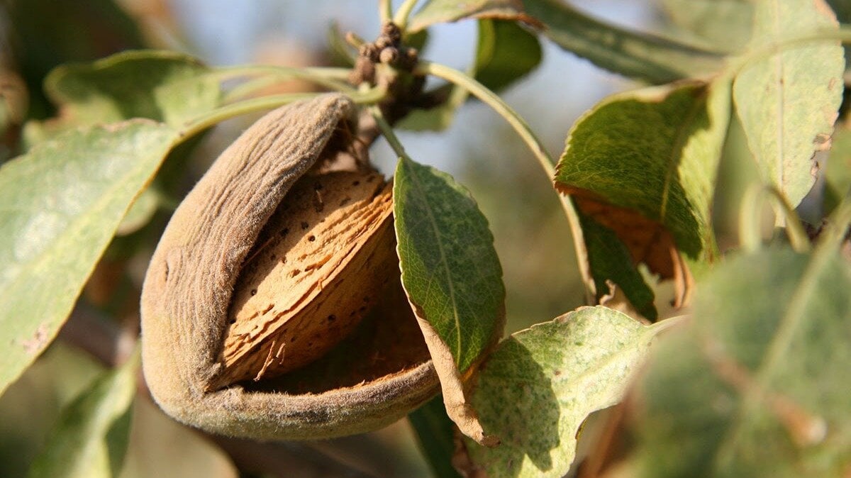 COAG points to the Spanish almond as the “silent victim” of the UE-EEUU Tariff Agreement