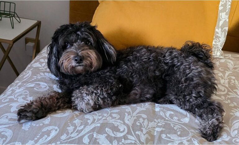 Do you have a pet and are looking for rental floor in Aragon? Prepare for an almost impossible mission