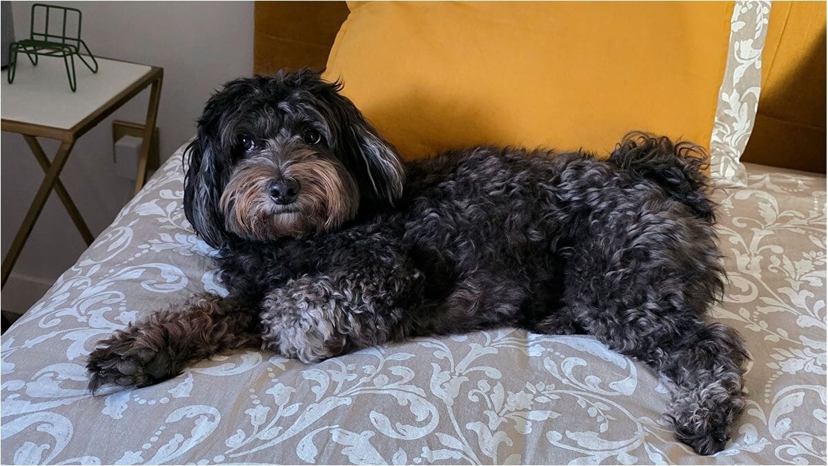 Do you have a pet and are looking for rental floor in Aragon? Prepare for an almost impossible mission